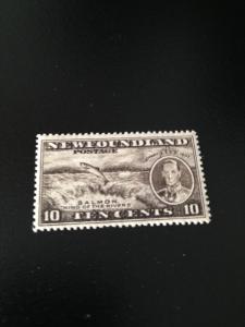 Newfoundland sc 237 mh