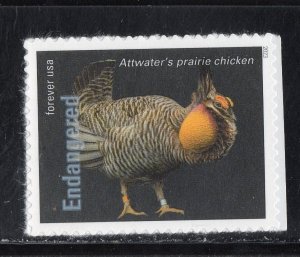 5799P * ATTWATERS PRAIRIE CHICKEN * ENDANGERED SPECIES *  U.S. Postage Stamp MNH