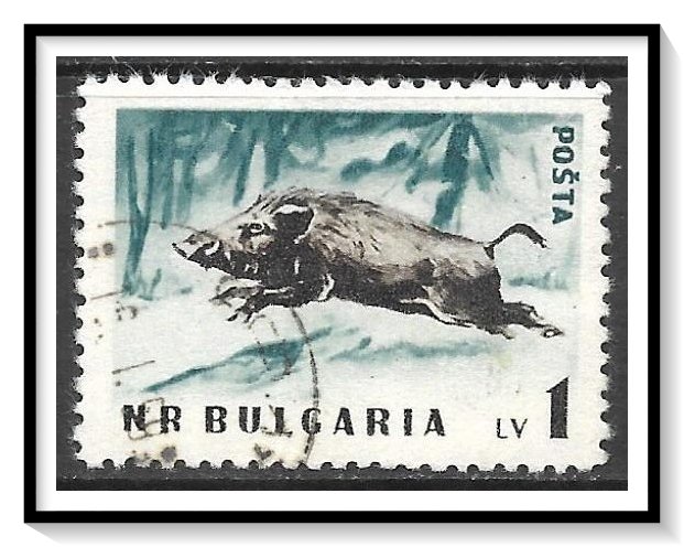 Bulgaria #1009 Wild Boar CTO