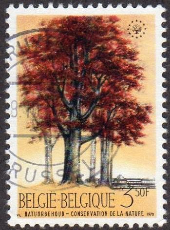 Belgium 737 - Used - Beech Trees