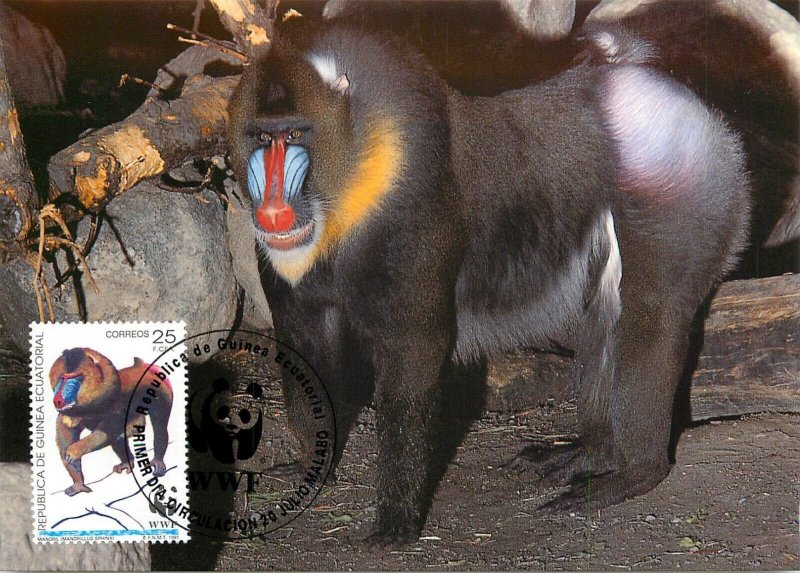 E0008 WWF Maximum Card 1991 Fauna Animals Equatorial Guinea Mandrill