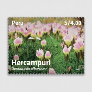 O) 2022 PERU, FLOWERS - CROP,  HERCAMPURI - GENTIANELLA ALBOROSEA, MNH