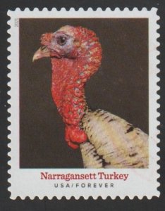 SC# 5586 - (55c) - Heritage Breeds Narragansett Turkey - 4/10 - USED Single