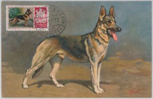 52683 - SAN MARINO - MAXIMUM CARD - ANIMALS dog GERMAN SHEPPERD 1956-