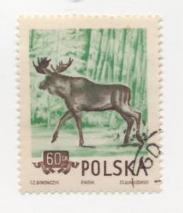 Poland 1954 Scott 661 CTO - 60g, European Elk