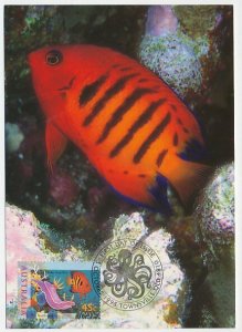 Maximum card Australia 1995 Fish - Flame angelfish