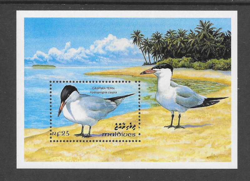 BIRDS - MALDIVES #1872  CASPIAN TERN  MNH