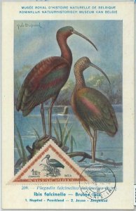 81323 - HUNGARY - Postal History - MAXIMUM CARD - 1953  Birds