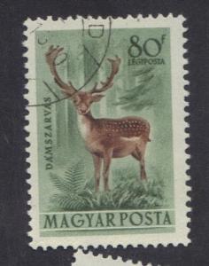 Hungary  1953  used Air forest animals 80fi. fallow deer  #