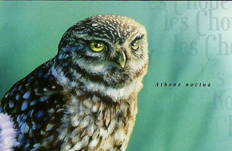 Owls Stamp Athene Noctua Scotopelia Peli Strix Butleri S/S MNH #3030 / Bl.716