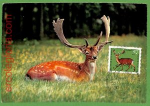 32113 - GERMANY - MAXIMUM CARD - 1966 - ANIMALS-