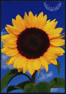 Canada UX239 Postcard - Sunflower