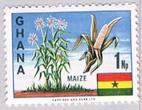 Ghana Maize 1 (AP115333)