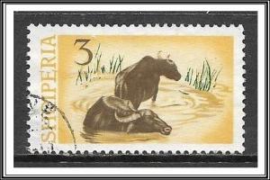 Albania #798 Water Buffalo Used