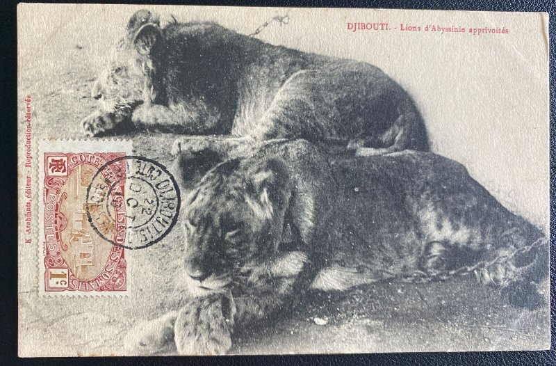 1910 Djibuti French Somali Coast RPPC Postcard cover Abyssinie Lions
