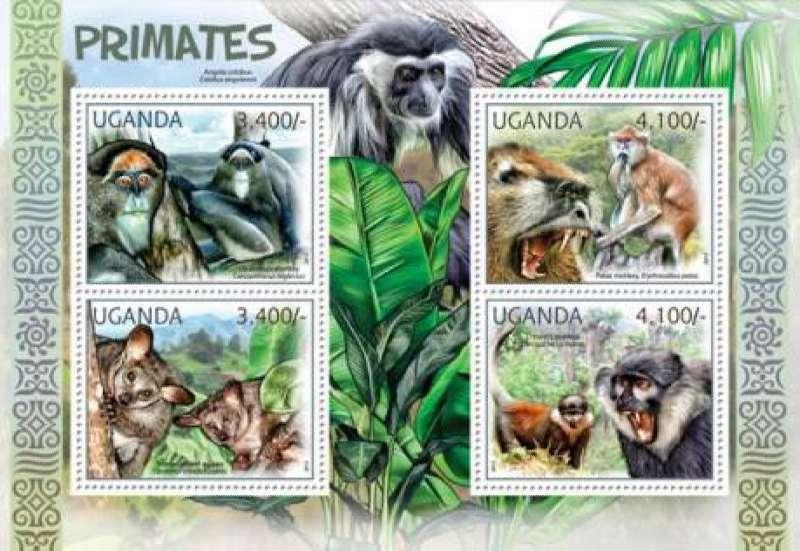 Uganda - Primates, Monkey Angola colobus, Brown Greater Galago 21D-013