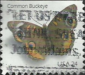 # 4001a USED COMMON BUCKEYE BUTTERFLY