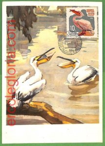 32881 - USSR - MAXIMUM CARD - 1964 - WILDLIFE, BIRDS-