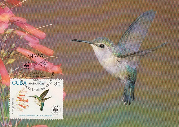 Cuba 1992 Maxicard Sc #3431 30c Bee hummingbird WWF