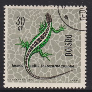 Poland 1134 Sand Lizard 1963