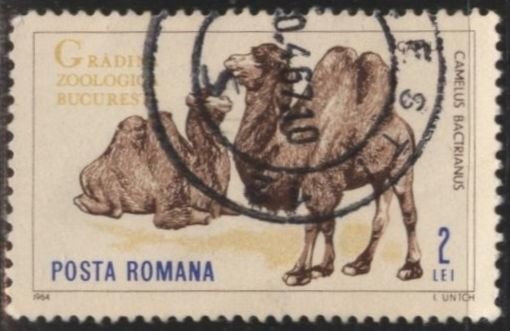 Romania 1684 (postally used) 2L Bucarest Zoo: Bactrian camels (1964)