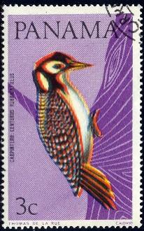 Bird, Red-crowned Woodpecker, Panama stamp SC#462B used