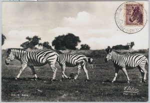 52635 - SOUTH AFRICA - MAXIMUM CARD - ANIMALS ZEBRA 1957-