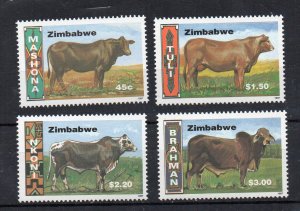 ZIMBABWE - CATTLE - COWS - 1997 -