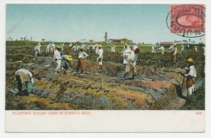 Postcard Puerto Rico 1910 Sugar cane - San Juan