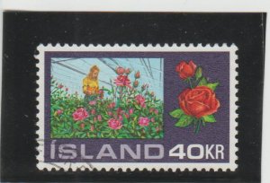 Iceland  Scott#  445  Used  (1972 Hothouse Roses)