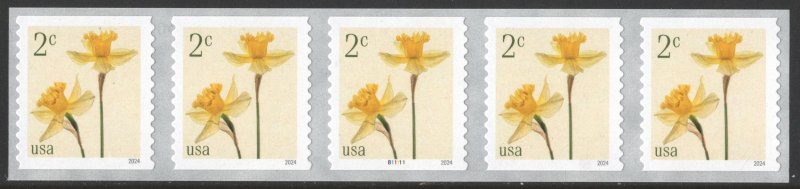 NEW ISSUE: 2¢ Daffodils Coil Plate Strip of Five: #B11111 (2024) SA