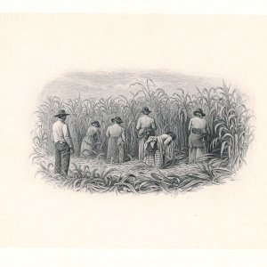 Sugar Cane Harvesting Die Proof, BEP, used on License for Sugar Producer 1890