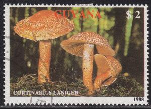 Guyana 2010b  Cortinarius Laniger 1989