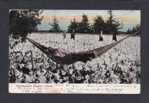 BERMUDA 1905 ’BERMUDIAN EASTER LILLIES’ POSTCARD HAMILTON TO LAKEPORT NH USA