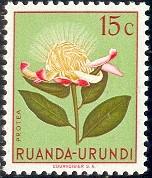 Flower, Protea, Ruanda-Urundi stamp SC#115 MNH