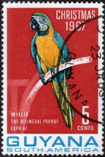 Guyana 34 - Used - 5c Parrot / Christmas (1967)