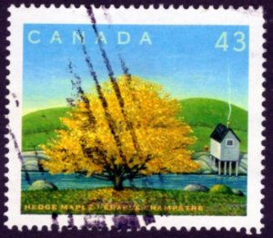 1524k Canada Day-- Maple Trees