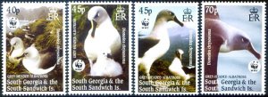 South Georgia. Fauna. 2003 Albatrosses.