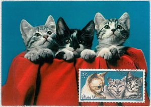 3244 - ROMANIA - MAXIMUM CARD -1965: Animals CATS CAT-