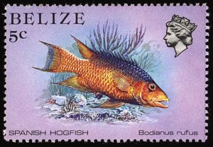 BELIZE Sc 703 VF/MNH - 1984 - 5¢ - Spanish Hogfish