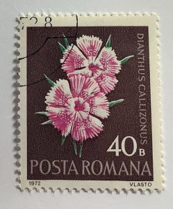Romania 1972 Scott 2332 CTO - 40b,  Flowers, Pink, Dianthus callizonus