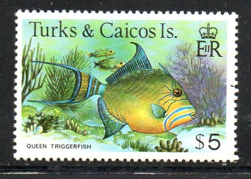 Turks & Caicos Sc 374 1979 $5 Queen Triggerfish stamp mint NH