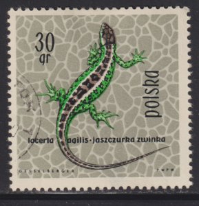 Poland 1134 Sand Lizard 1963