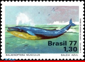 1510 BRAZIL 1977 BLUE WHALE, PROTECTION OF MARINE LIFE,SEA MAMMALS,MI# 1597,MNH