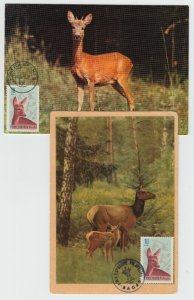 ROMANIA POSTCARD 1961 DEER STAG ANIMALS NATURE SPECIAL POSTAL MARKING