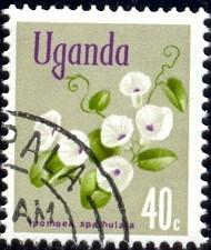 Flower, Ipomoea Spathulata, Uganda stamp SC#120 used