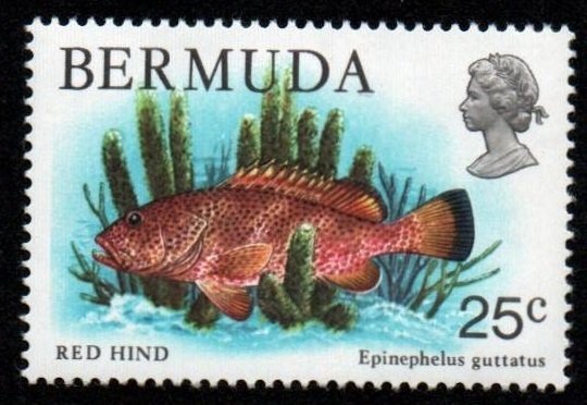 Bermuda # 372 MNH