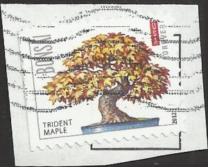 # 4621 USED TRIDENT MAPLE