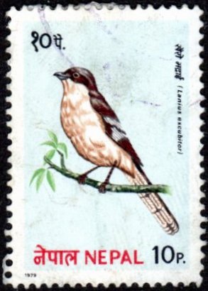 Nepal 366 - Cto - 10p Northern Shrike (1979)