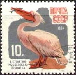 Bird, Pelican, Russia stamp SC#2909 used